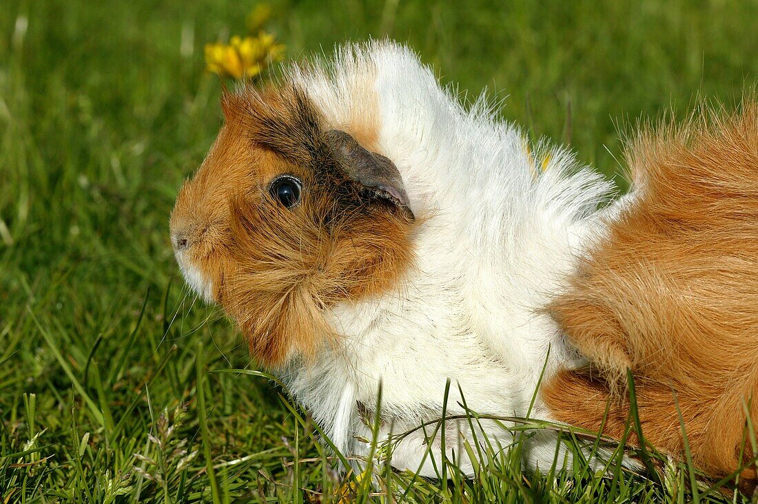 GUINEA PIG cavia porcellus, ADULT STANDING ON GRASS