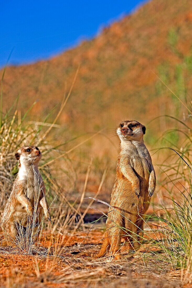 MEERKAT suricata suricatta, ADULTS LOOKING AROUND, STANDING ON HIND LEGS, NAMIBIA