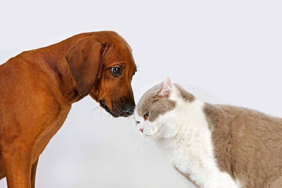 BRITISH SHORTHAIR LILAC AND WHITE WITH A RHODESIAN RIDGEBACK 3 MONTHS OLD PUP