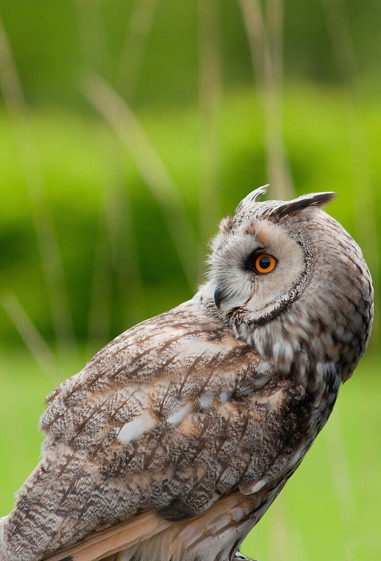 Siberian Eagle owl Bubo bubo sibiricus