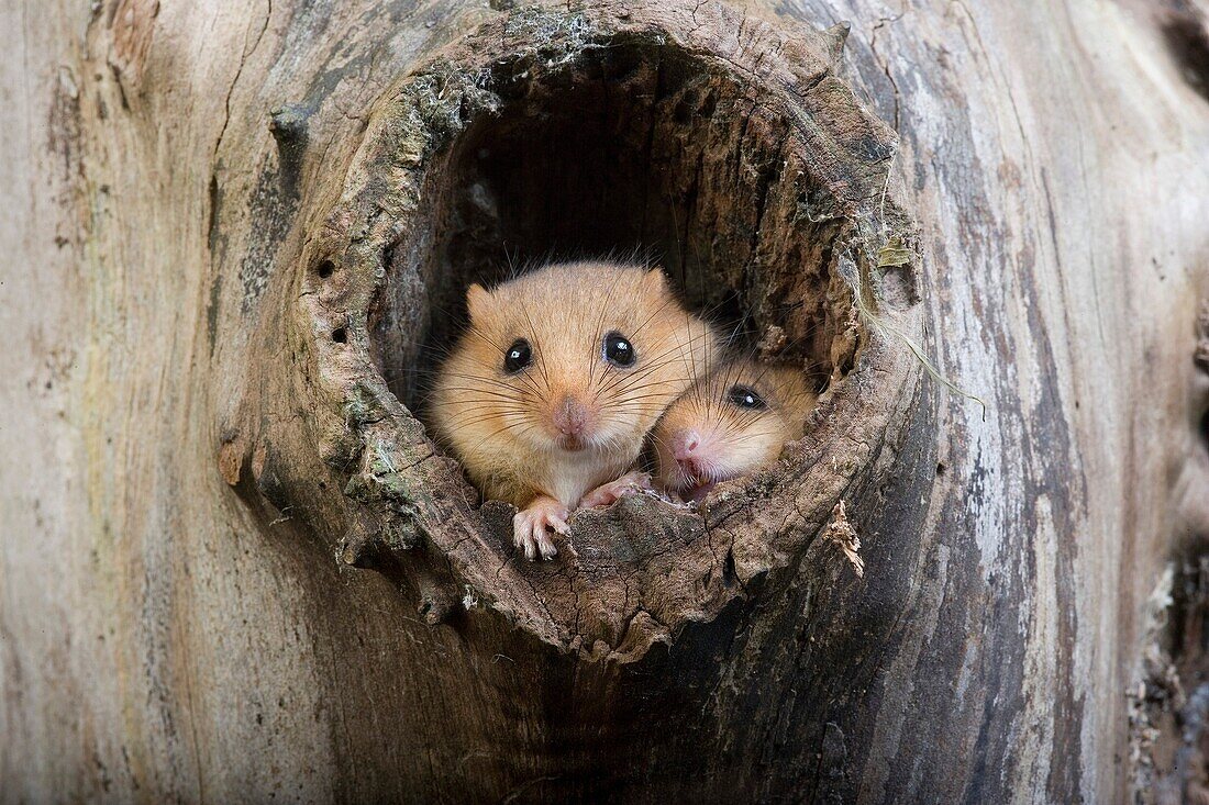 COMMON DORMOUSE muscardinus avellanarius, PAIR STANDING AT NEST ENTRANCE, NORMANDY IN FRANCE