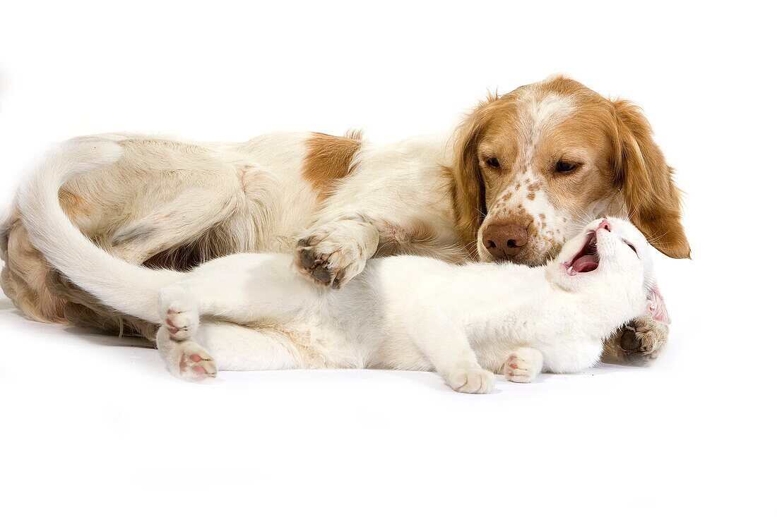 French Spaniel Male Cinnamon Color with White Domestic Cat playing against White Background