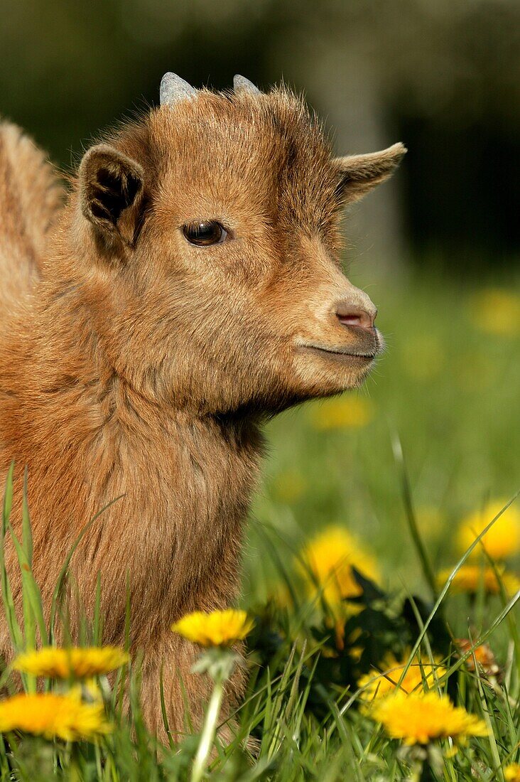 Pygmy Goat or Dwarf Goat, capra hircus, 3 Months Old Baby Goat standing on Dandelions