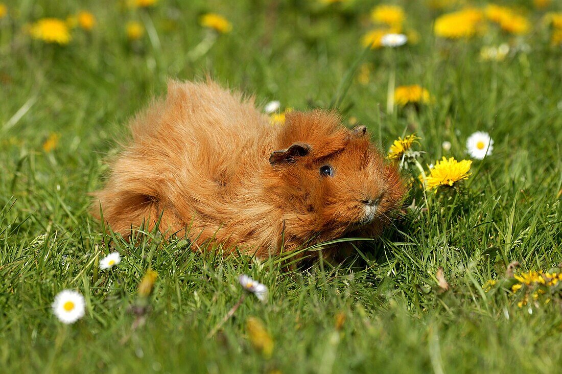Guinea Pig, cavia porcellus, Adult standing on Grass with Dandelion Flowers