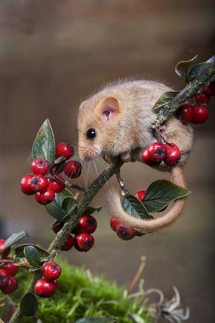 Common Dormouse, muscardinus avellanarius, standing on Branch with Berries, Normandy.