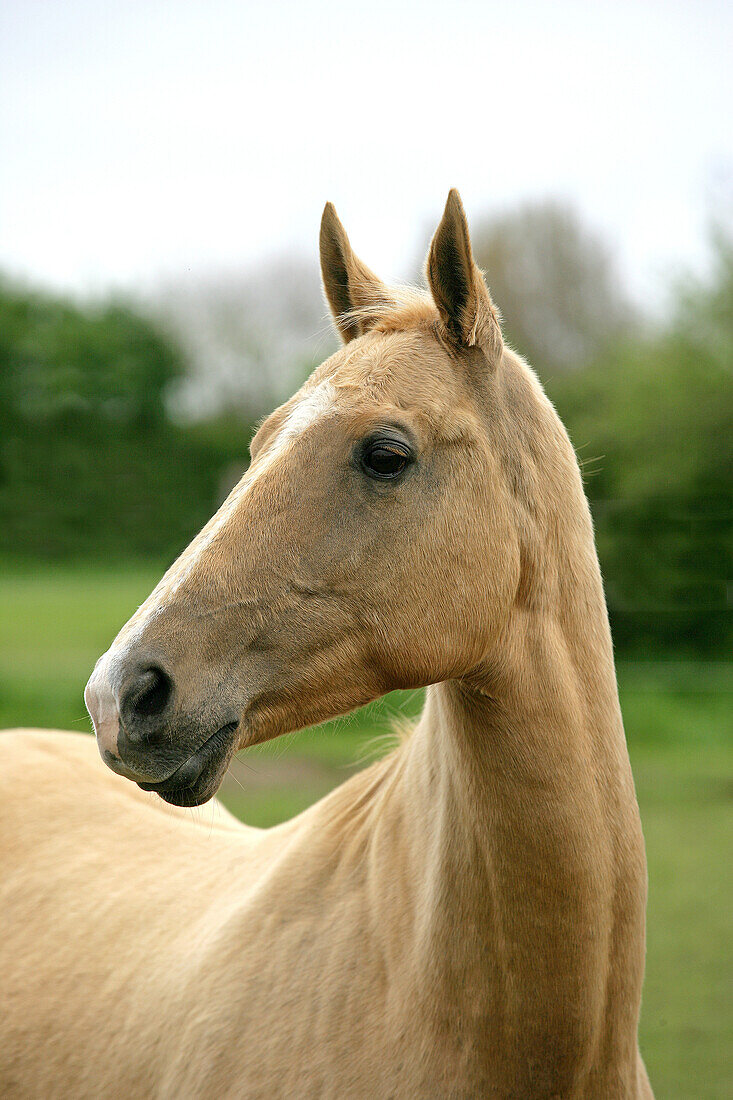 AKHAL TEKE, A HORSE FROM TURKMENISTAN.