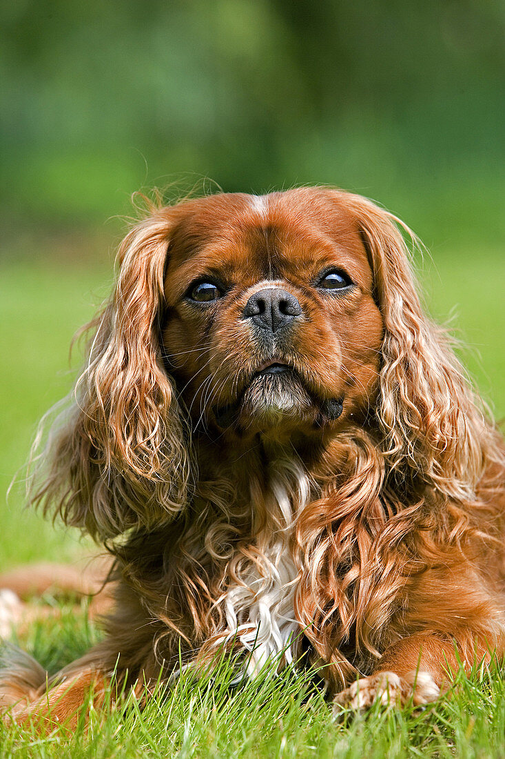 Cavalier King Charles Spaniel, Male Dog standing on Lawn.