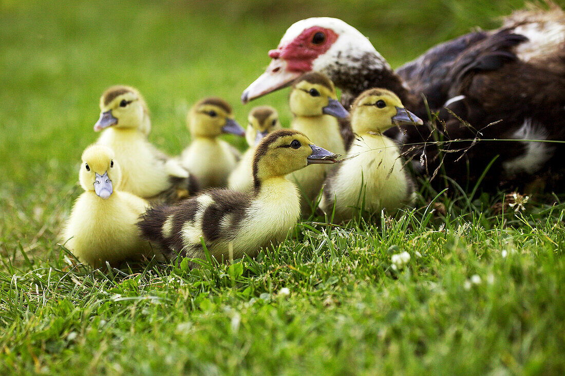 Muskovy Duck, cairina moschata, Mother and Ducklings.