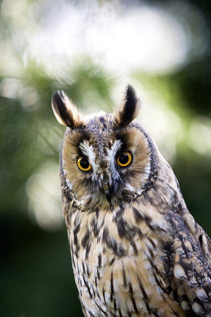 Long-Eared Owl, asio otus, Portrait, Normandy.