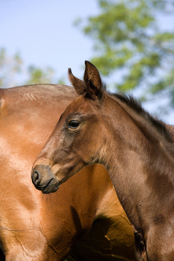 French Trotter Horse, Mare and Foal, Normandy.