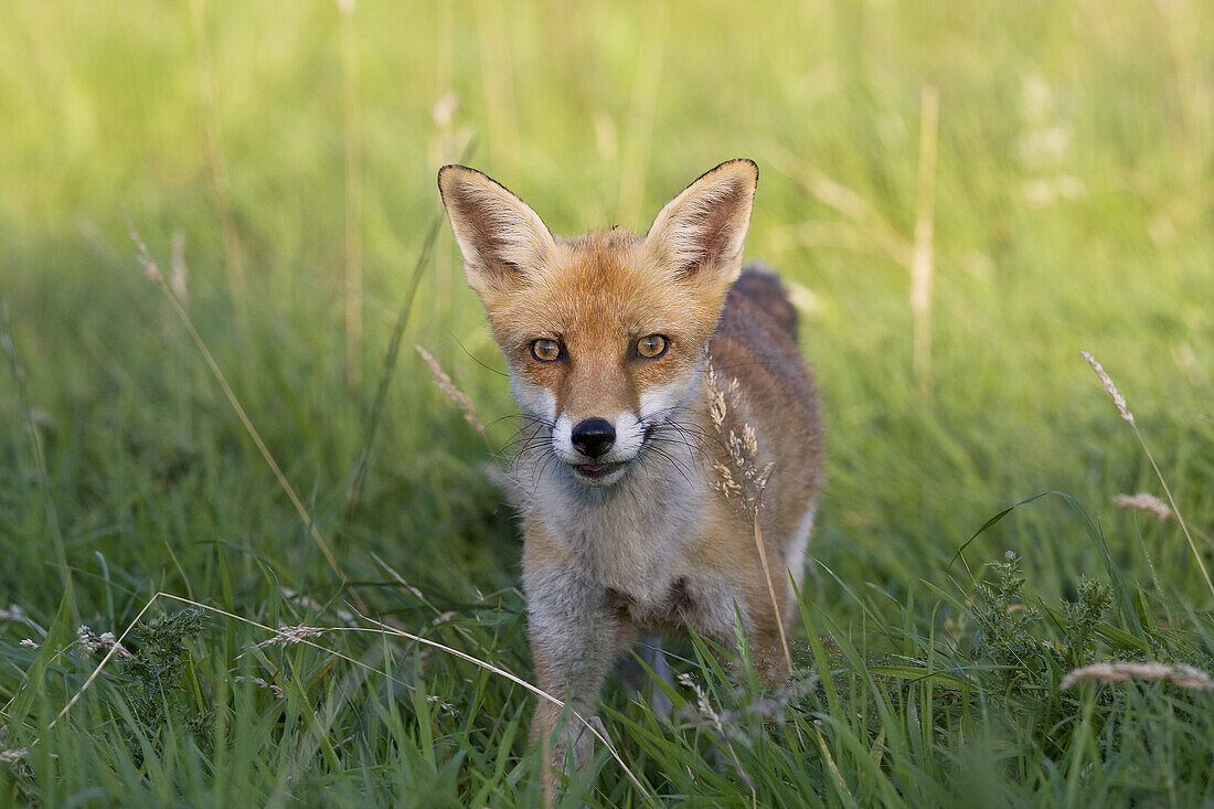 Red Fox, vulpes vulpes, Adult standing on Grass, Normandy.