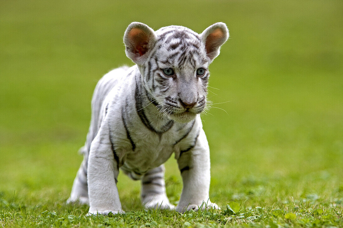 White Tiger, panthera tigris, Cub.