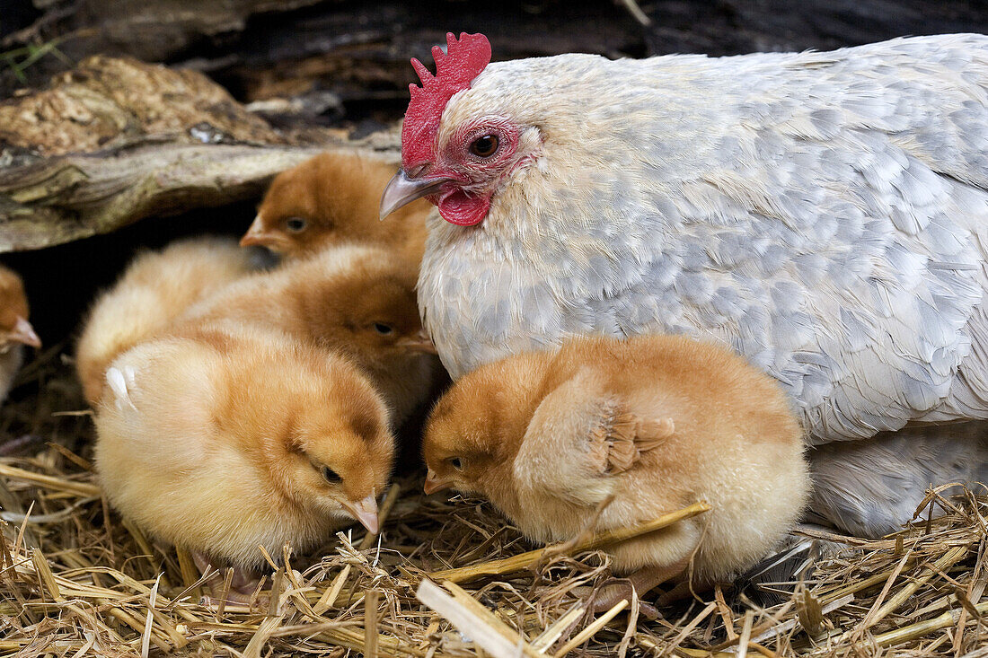 Barbu d'Uccle Domestic Chicken, a Breed from Belgium, Hen and Chicks.