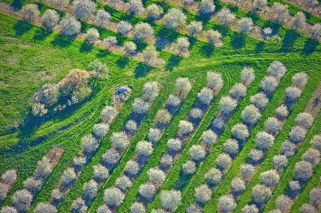 Aerial view, spring-time orchards, Mason county, Michigan, USA