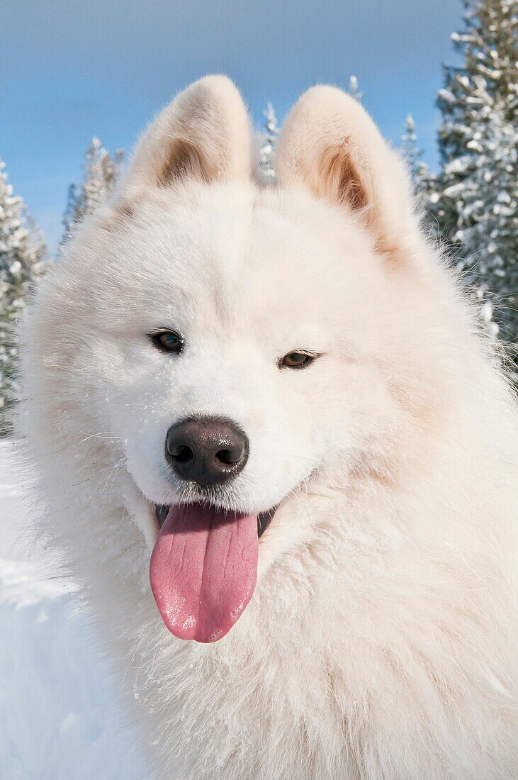 Samoyed dog, bjelkier, in the snow, Cocolalla, Idaho, USA, property released