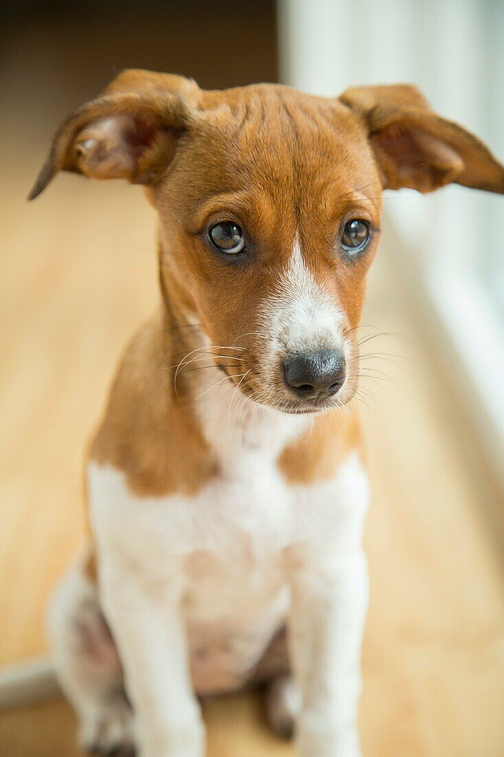 Mixed breed puppy.