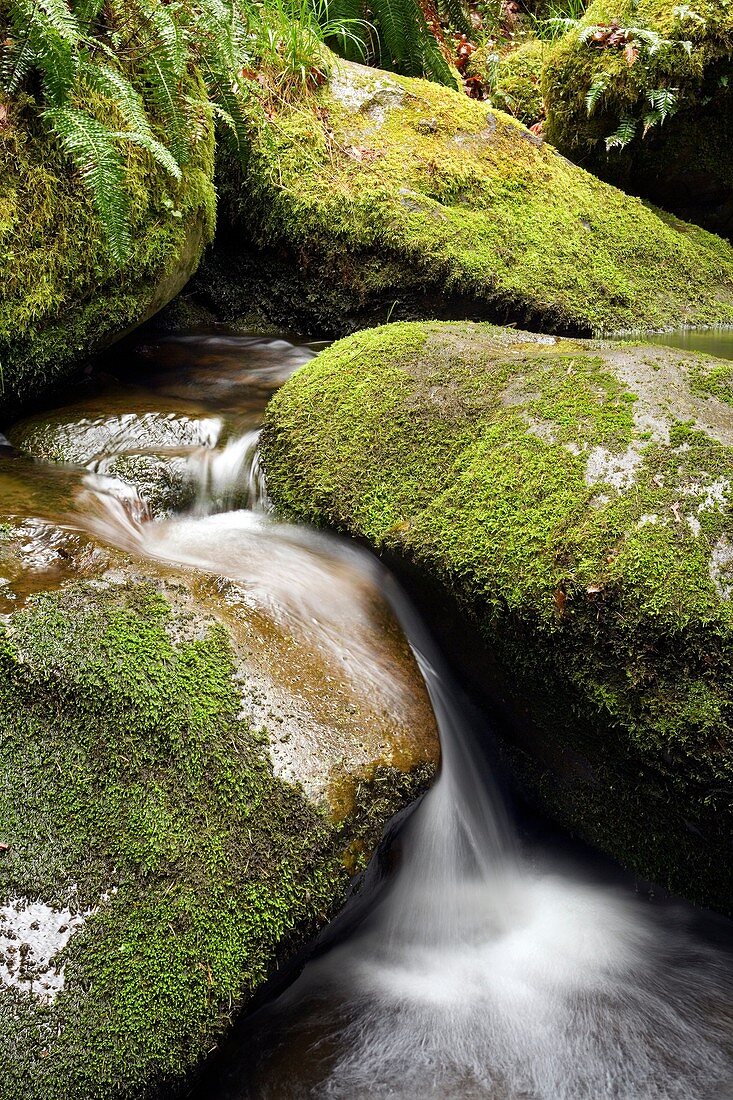 Creek with moss covered rocks - Beacon Rock State Park, North Bonneville, Washington