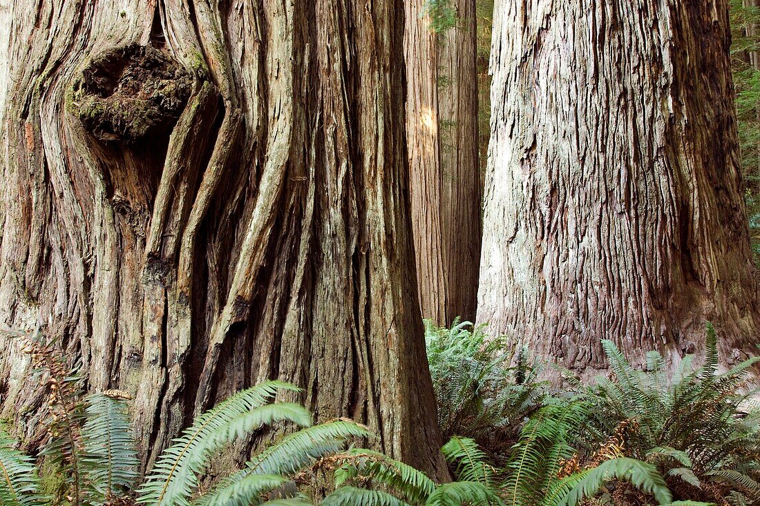 Ancient Redwoods - Stout Grove, Jedediah Smith Redwoods State Park - near Crescent City, California