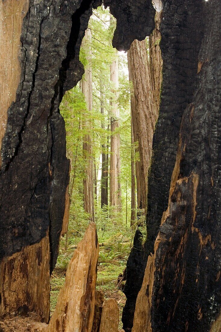 Redwood forest view framed by a tree - Humboldt Redwoods State Park, California
