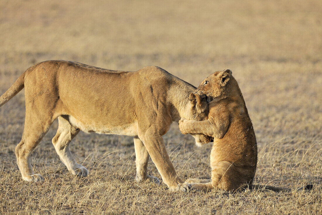 Lion cub (Panthera leo) playing with his mother on the savanna, Grumeti, Serengeti national park, Tanzania.