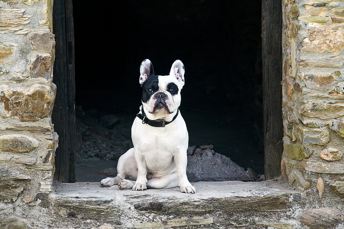 French Bulldog, sitting.