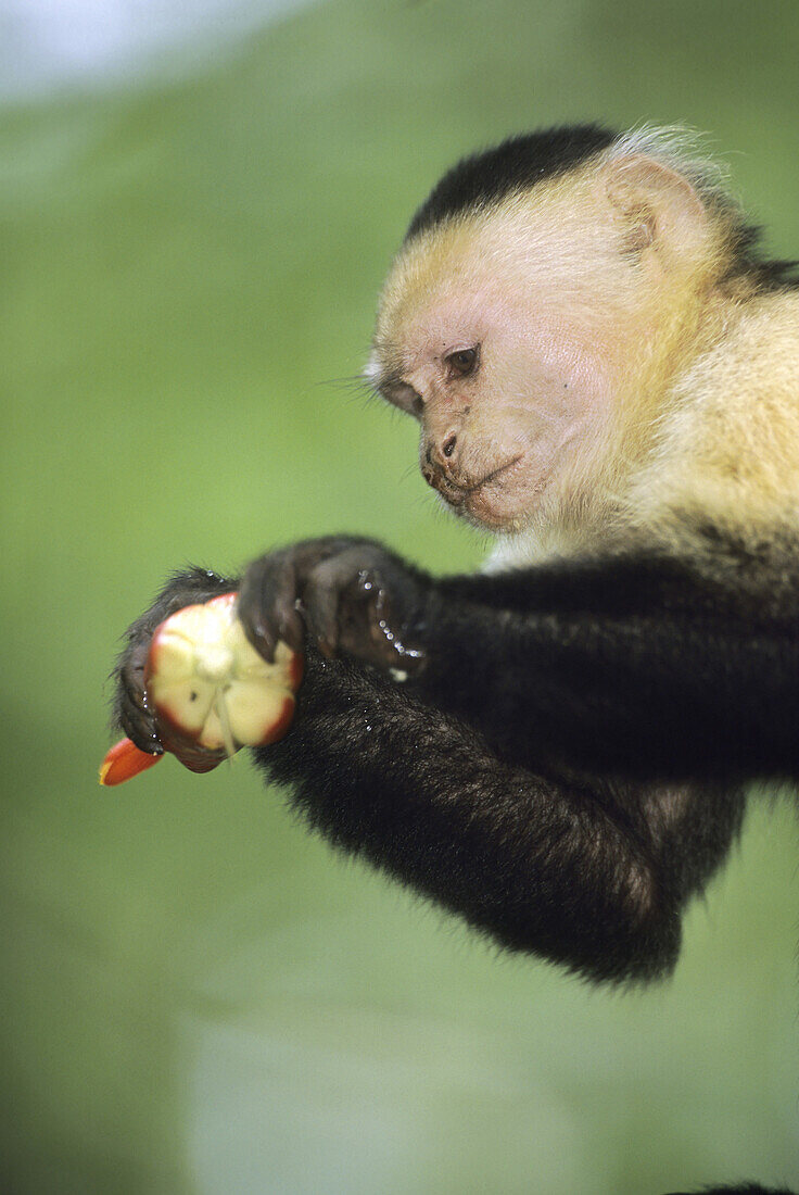 White-faced Capuchin Monkey eating flower from a banana tree (Cebus capucinus).Manuel Antonio National Park Costa Rica.