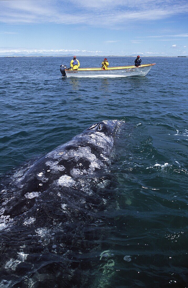 California gray whale.Eschrichtius robustus.Whale and whale watching panga. Laguna San Ignacio, Baja California South, Mexico.