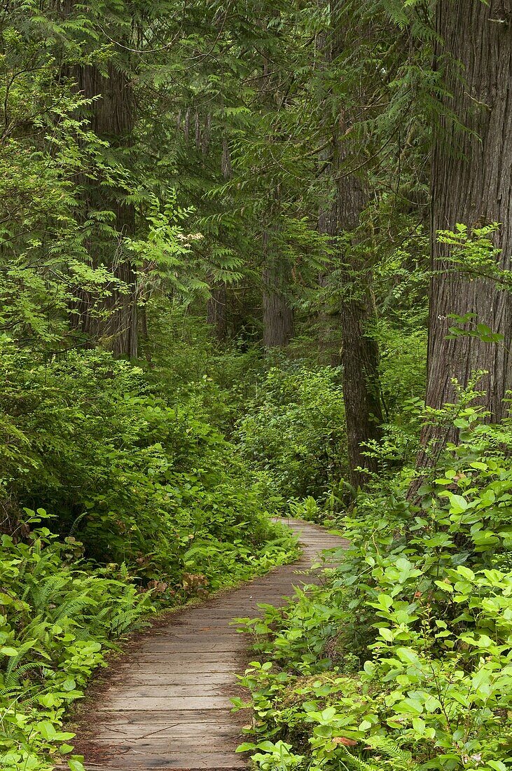 Cape Alava Trail, Ozette Triangle, Olympic National Park, Washington.