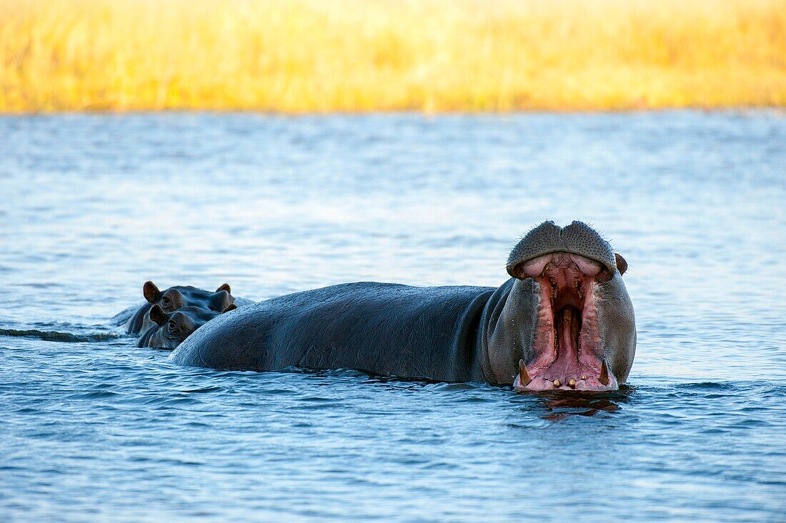 Yawning Hippopotamus (Hippopotamus amphibius) in river near Chitabe in the Okavango Delta in northern part of Botswana.