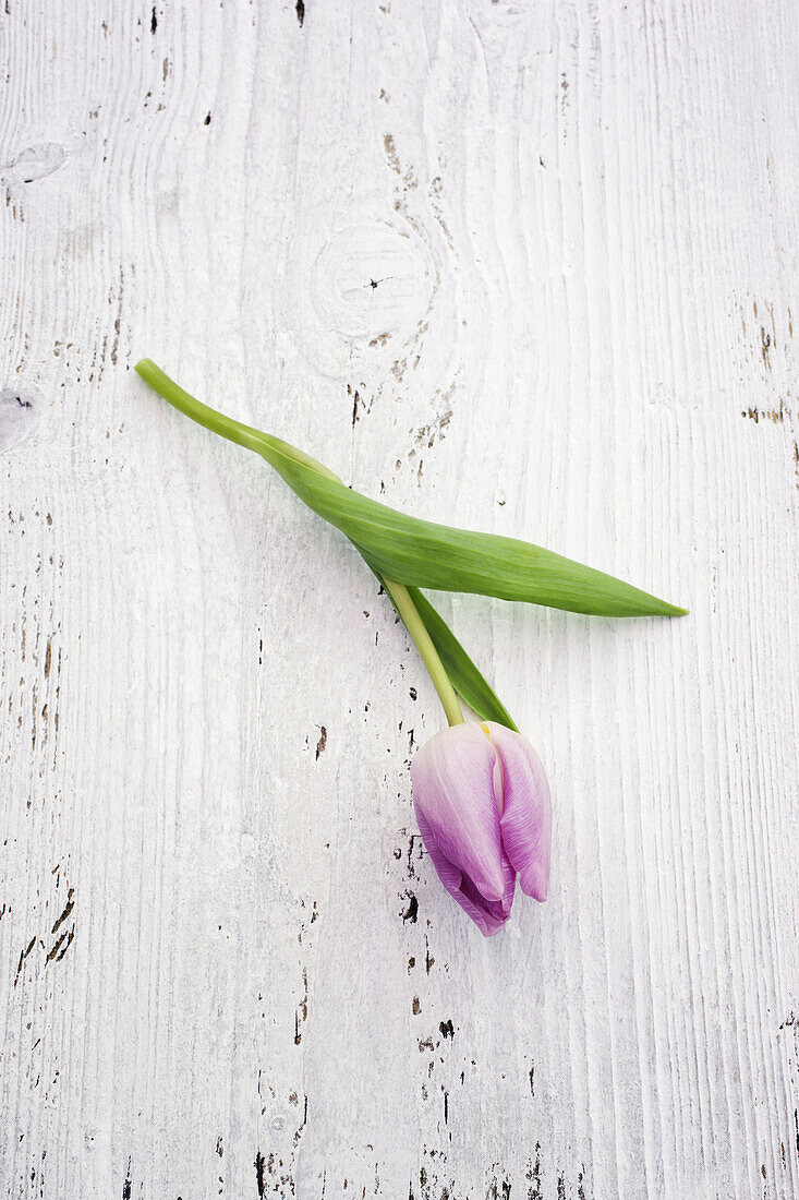 Tulip flower lying on weathered wooden surface.