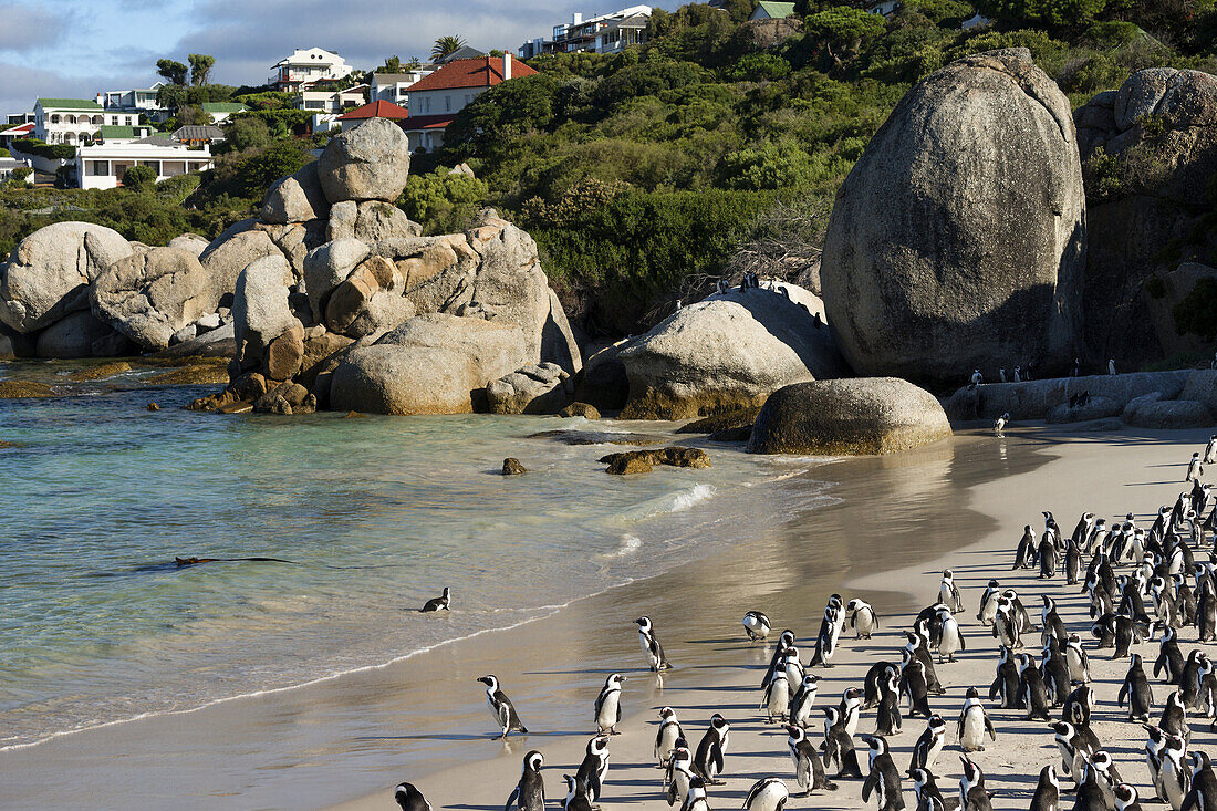 African Penguin (Jackass Penguin) colony, Boulders Beach National Park, Simonstown, South Africa.