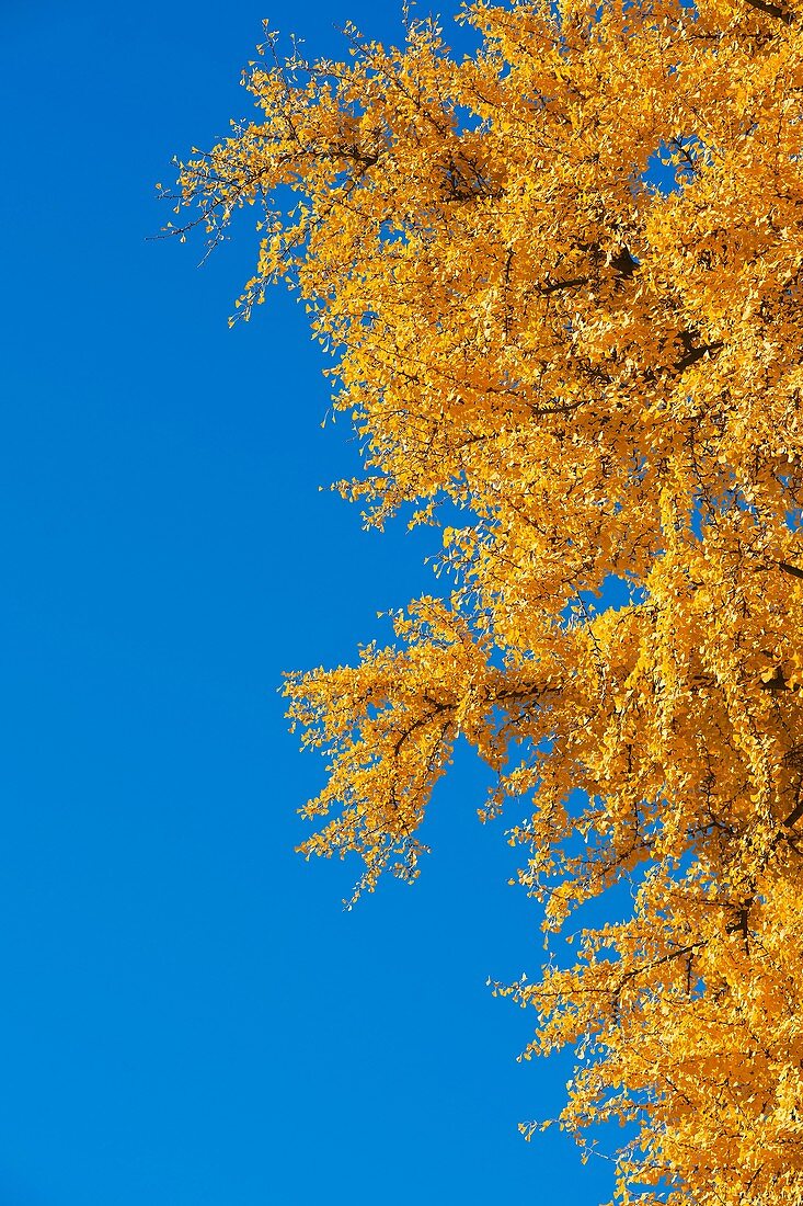 Gingko Biloba tree with autumn foliage, Strasbourg, Alsace, France