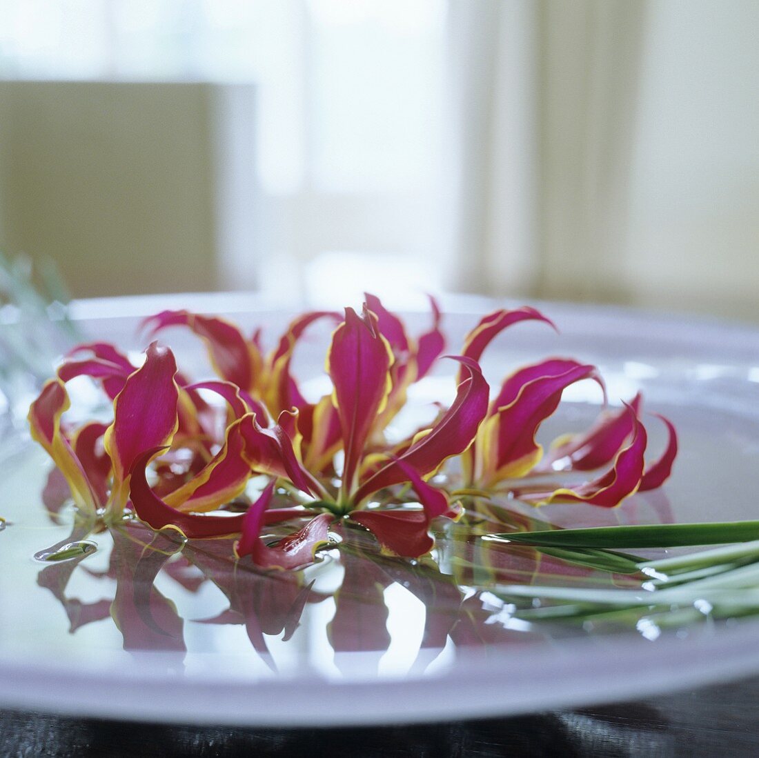 Gloriosa-Blüten auf weisser Schale