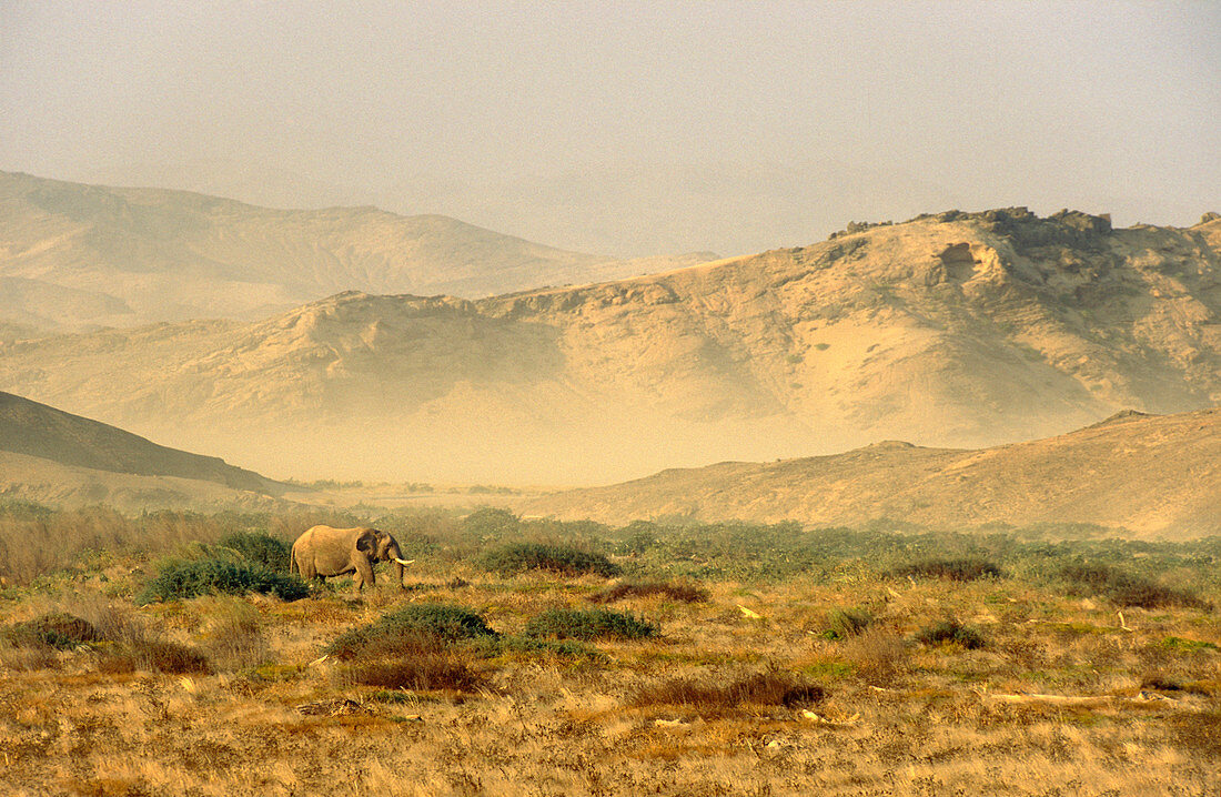 African Elephant Loxodonta africana - A so-called desert elephant bull in the floodplain of the Hoanib river at the edge of the Namib Desert  In the background wind raises a cloud of dust  Skeleton Coast Park, Namibia