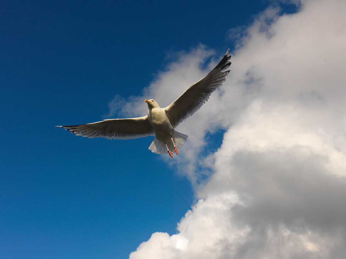 Flying seagull, Binz, Ruegen, Mecklenburg-Western Pomerania, Germany