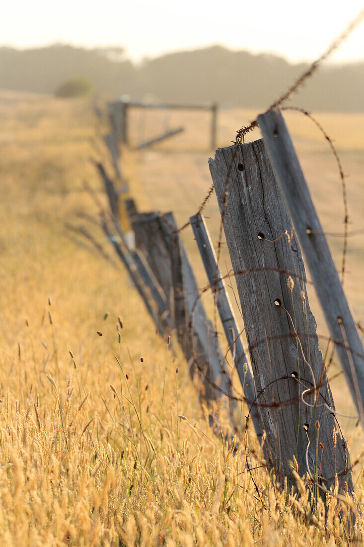 Dilapidated pasture fence, Torquay, Victoria, Australia