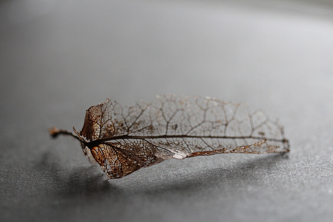 Dried up leaf