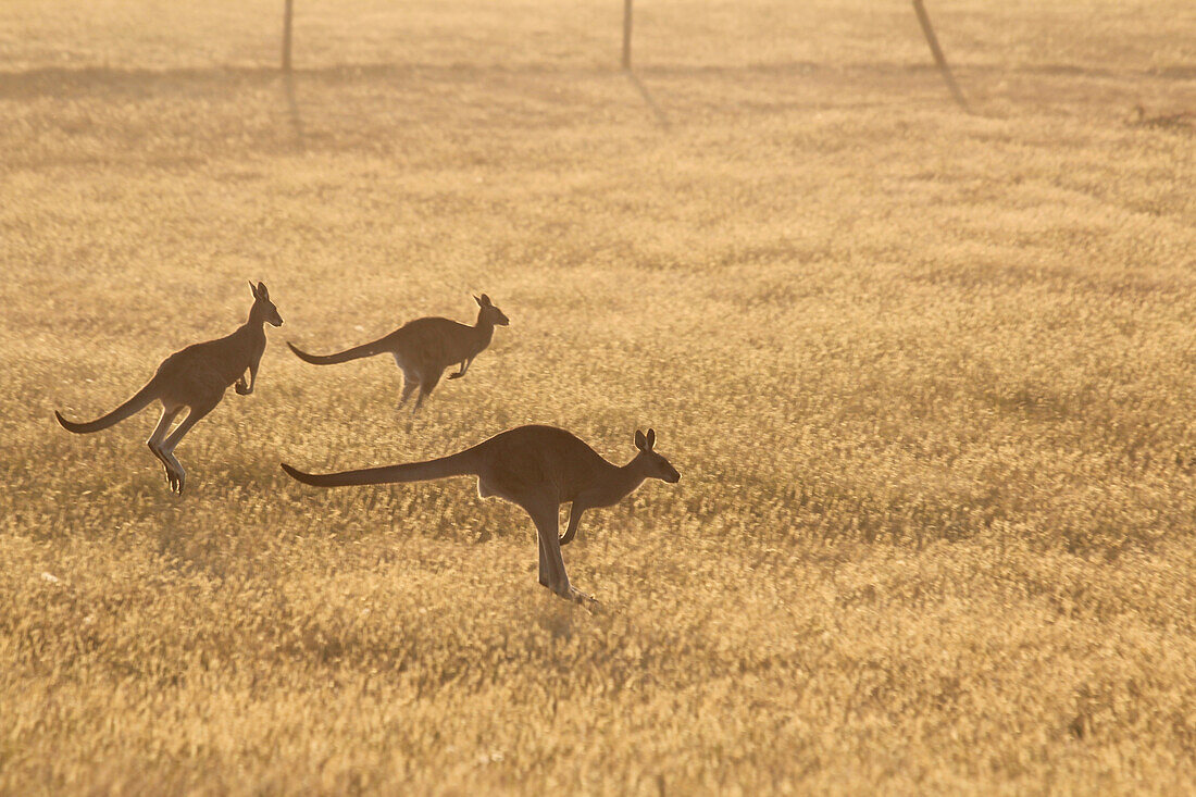 Jumping kangaroos, Torquay, Victoria, Australia