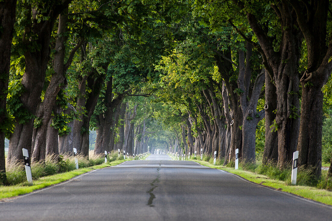 Kastanienallee, Trent, Rügen, Mecklenburg-Vorpommern, Deuschland