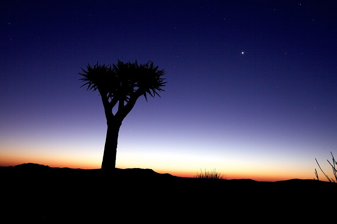 Quiver tree (aloe dichotoma) shortly after sunset, Namibia