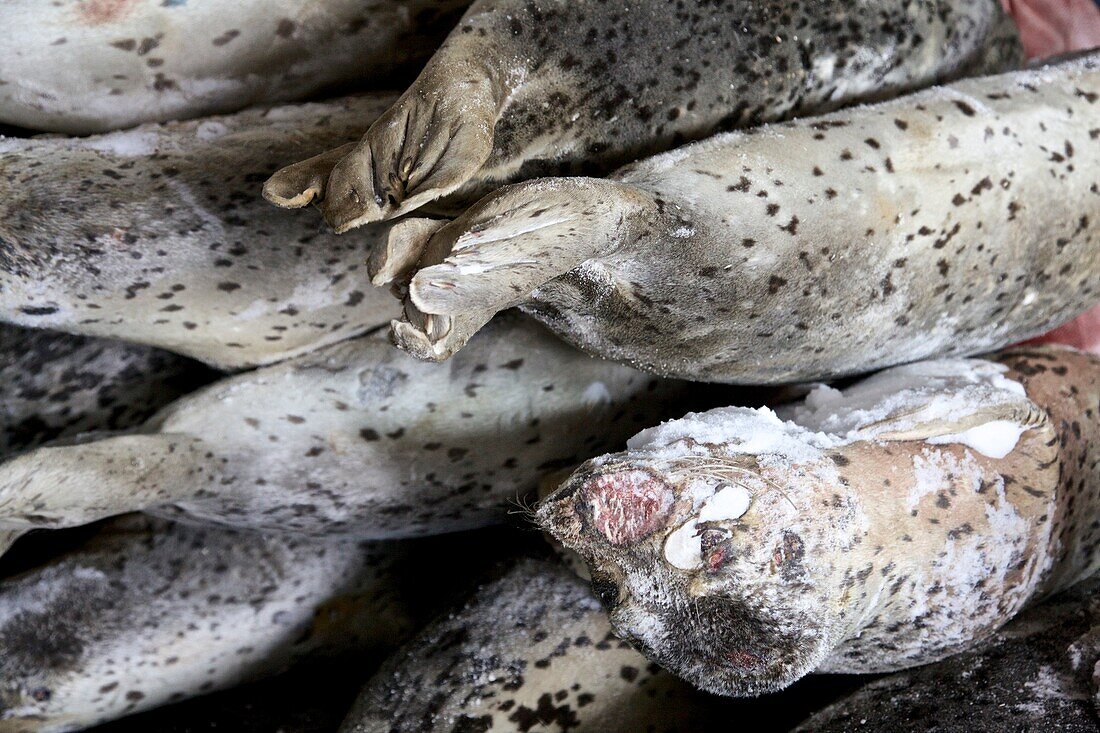 frozen seals in a camp of seal hunters, Chukotka Autonomous Okrug, Siberia, Russia