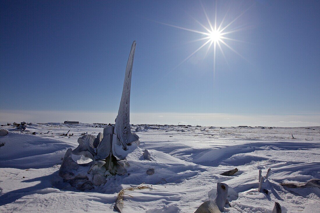 Walknochen an der Küste der Beringsee in der Inuitsiedlung Uelkal, Tschukotka (Autonomer Kreis der Tschuktschen), Sibirien, Russland