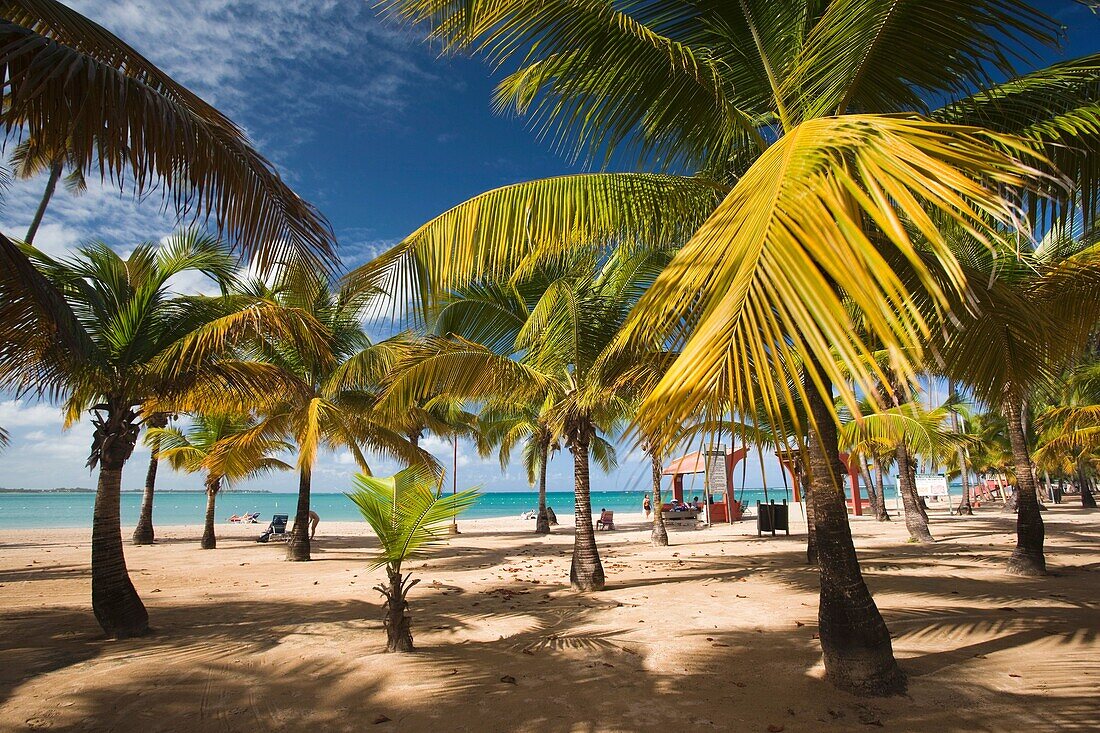 Puerto Rico, East Coast, Luquillo, Playa Luquillo Beach, palms.