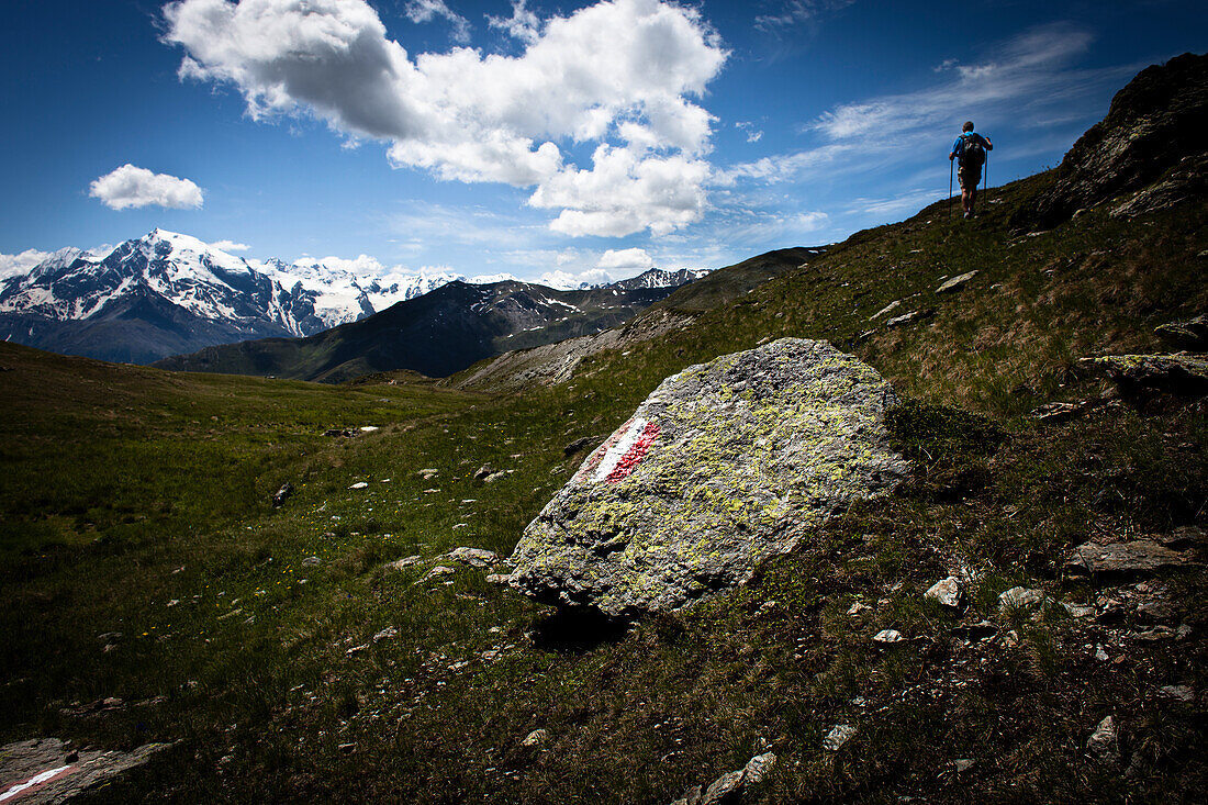 Hiker walking on mountain meadow, Ortler (3905 m) in the background, Monte die Glorenza (2395 m), Vinschgau, South Tyrol, Italy