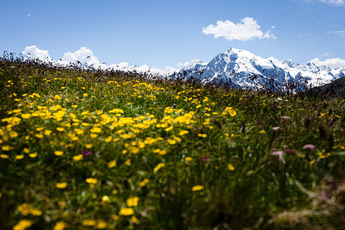 Mountain meadow and glaciate mountain (Ortler 3905 m), Vinschgau, South Tyrol, Italy