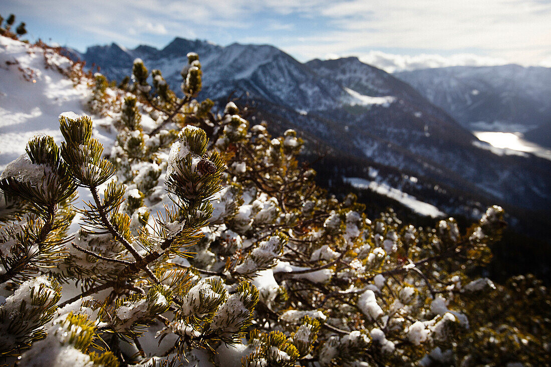 Verschneite Latschenkiefer, Abstieg vom Unnütz (2078 m), Rofan, Tirol, Österreich