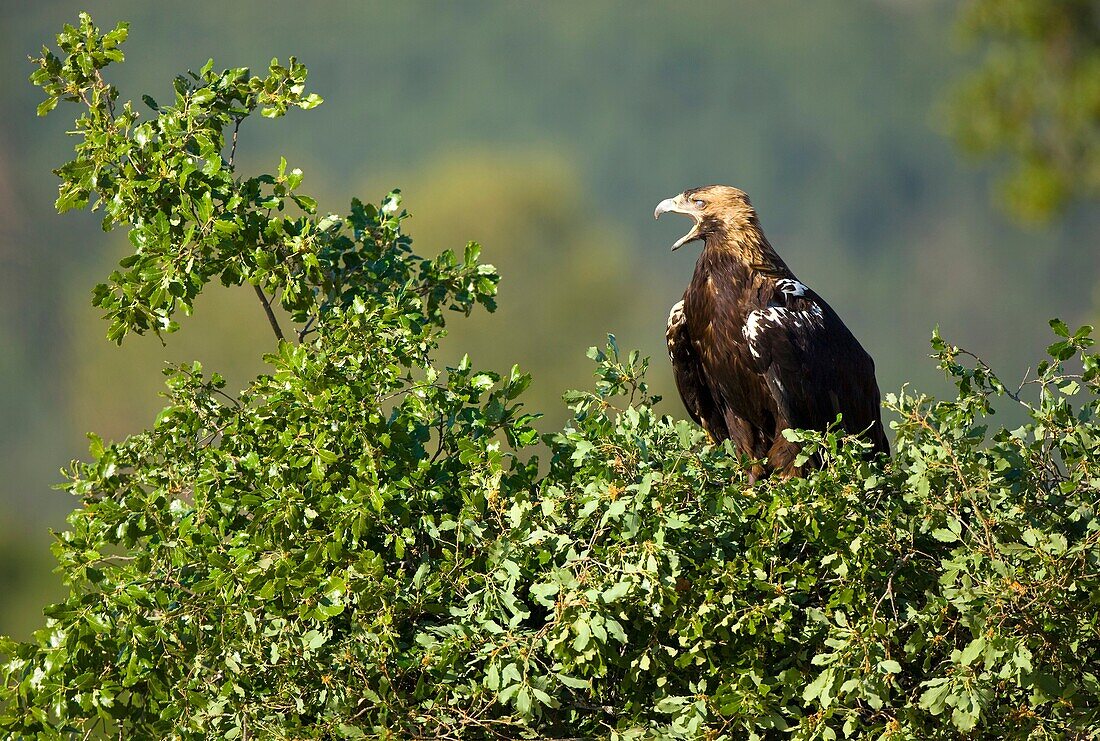 Iberian Imperial Eagle. Aquila adalberti.