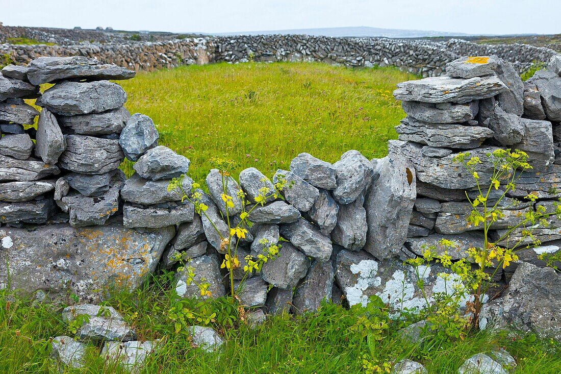 Inishmaan Island - Inis Oirr  Aran Islands, Galway County, West Ireland, Europe.