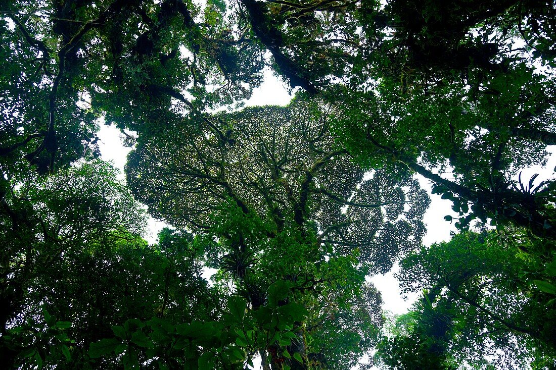 Monteverde Cloud Forest Nature Reserve, Costa Rica, Central America, America.