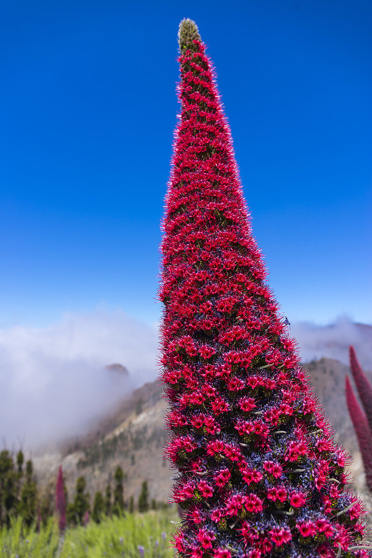 Teide bugloss, Teide National Park, Tenerife island, Canary islands, Spain, Europe.